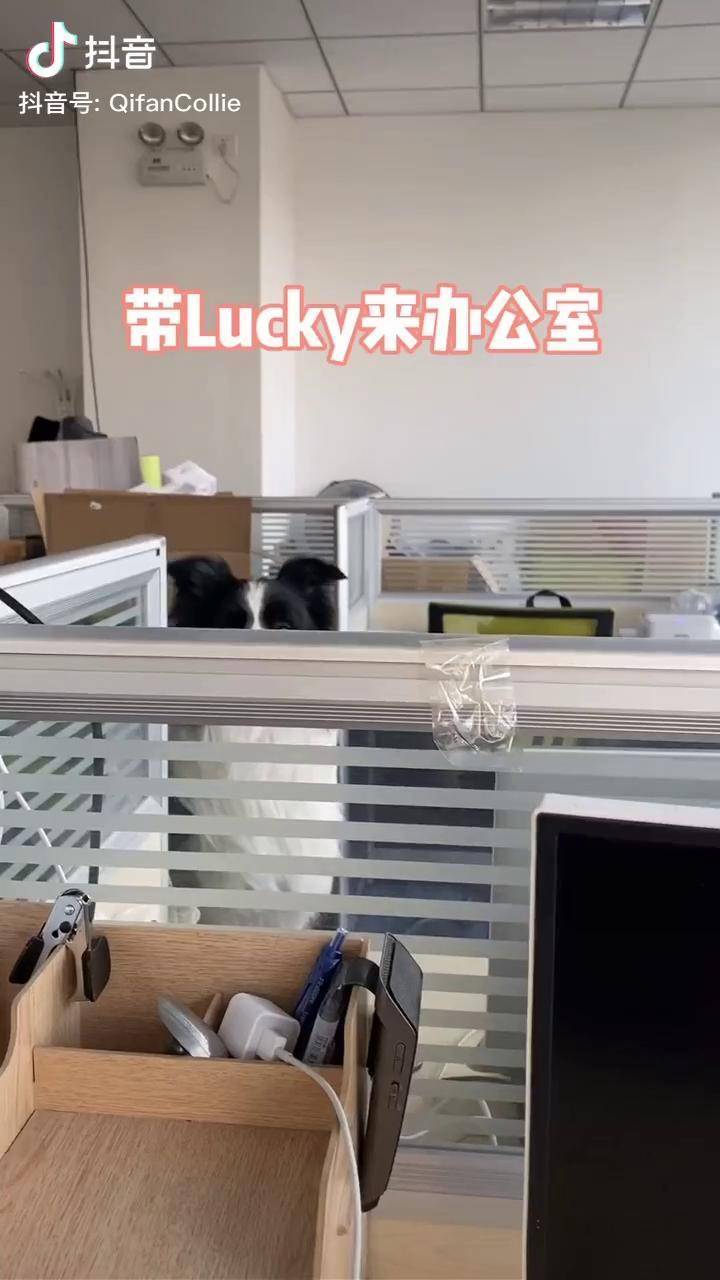 萌寵邊牧週末帶lucky到辦公室加班它總是靜靜地看著我抖音星探家