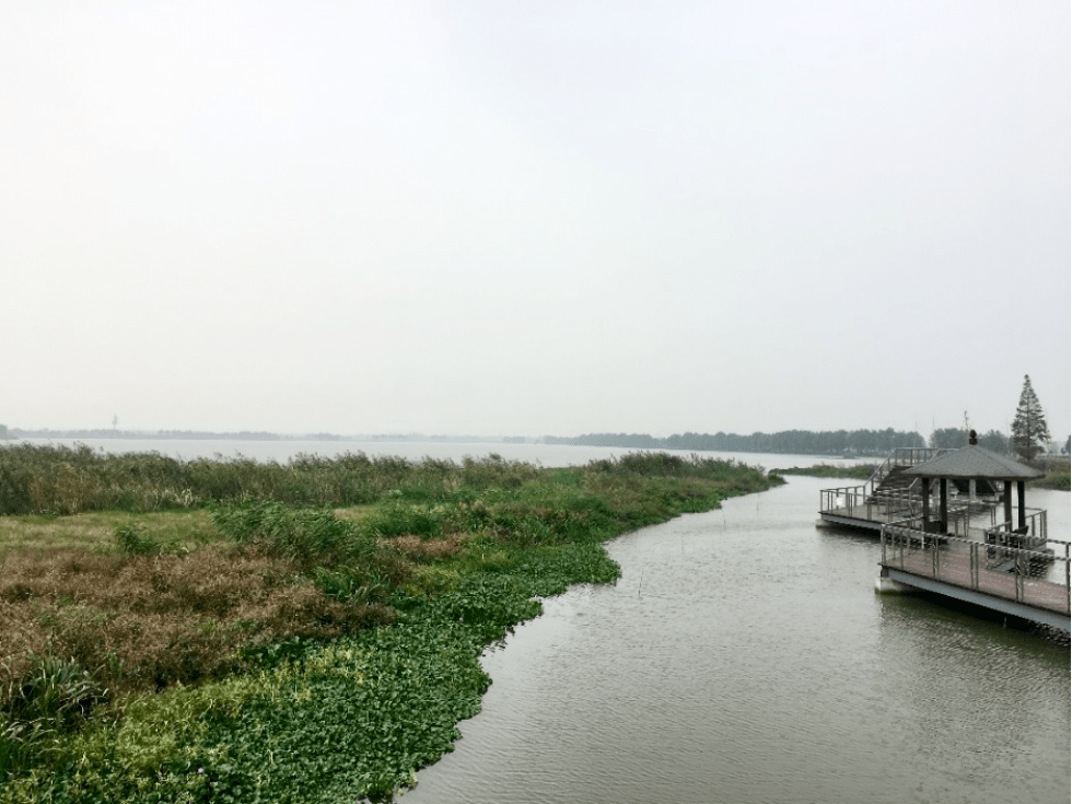 多圖帶你領略青西郊野公園裡的溼地秋景