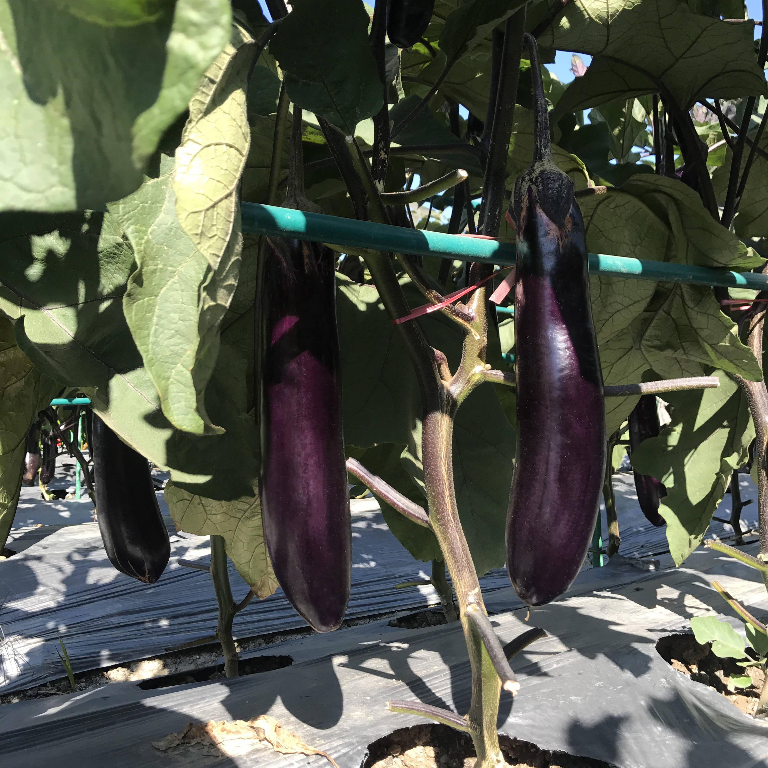 新款杂交紫红茄子亩产5000公斤以上果型匀称美观抗病性好