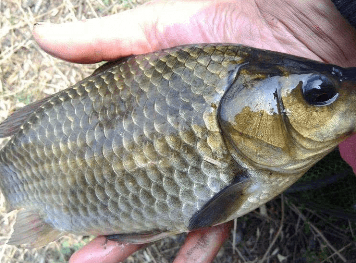 冬季鲫鱼真的好钓吗?一篇文章让你了解事实真相_资源