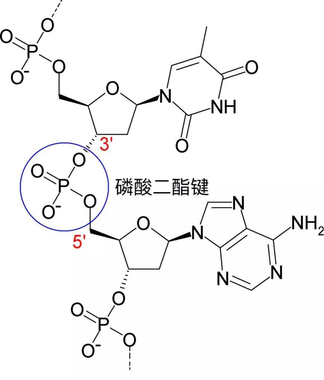 磷酸二酯键也不再指包括磷酸在内的整个结构