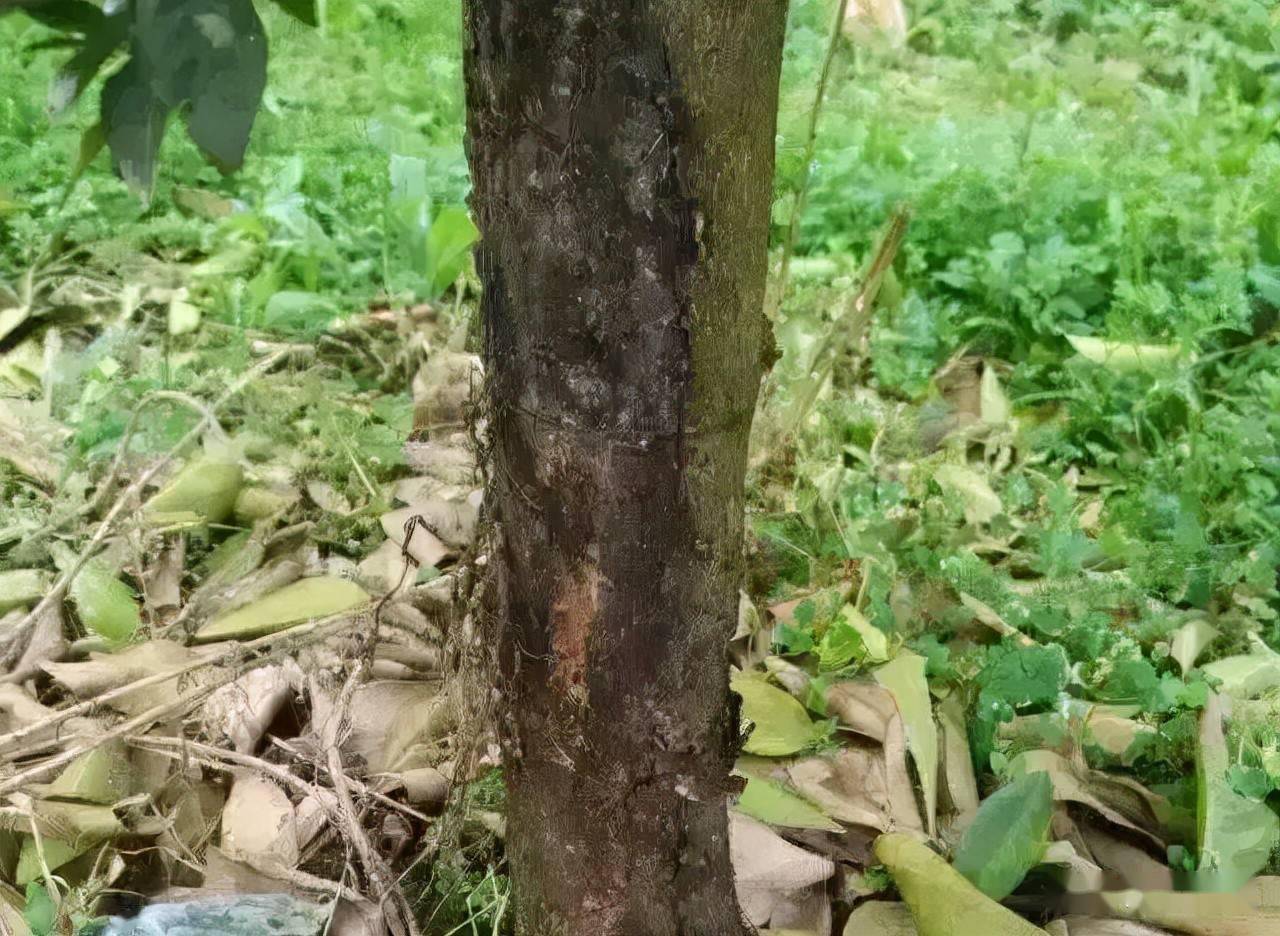 柑橘树脂病又称柑橘砂皮病,危害严重,如何防治效果好?_黑褐色