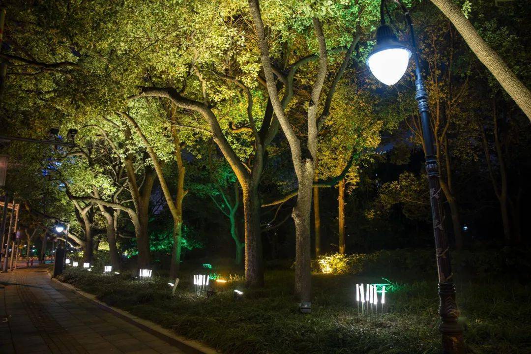 斑斓花卉,五彩灯光~长宁街头装扮一新 丨 进博市容环境保障90_绿化