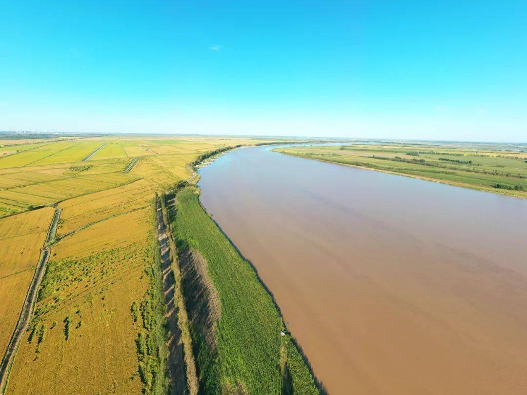黄河滩区稻田画《黄河滩区水田》《黄河滩区鱼米仓》由于黄河三角洲成