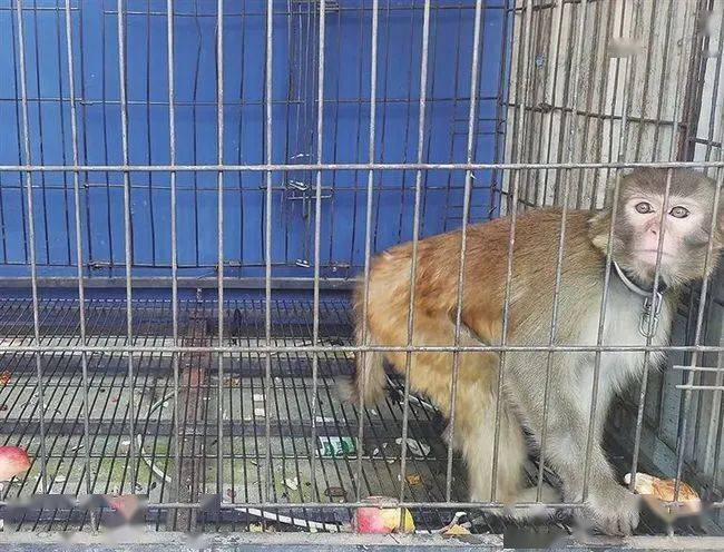 太原男子花钱买了一只猴子当宠物结果这竟是国家二级保护动物