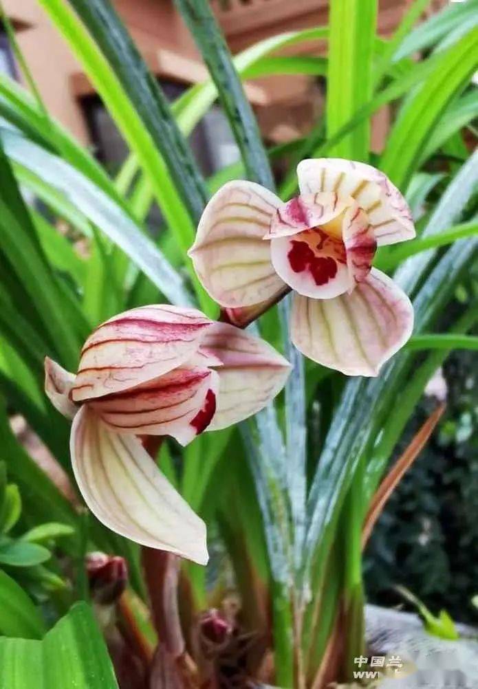 莲瓣铭品鉴赏篇二紫熙荷紫熹荷