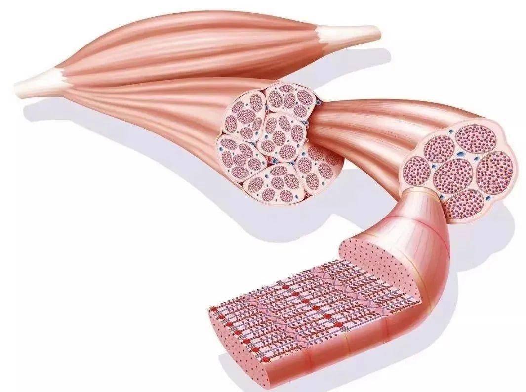 科普|?【积医科普】出现这些症状,当心肌肉疾病