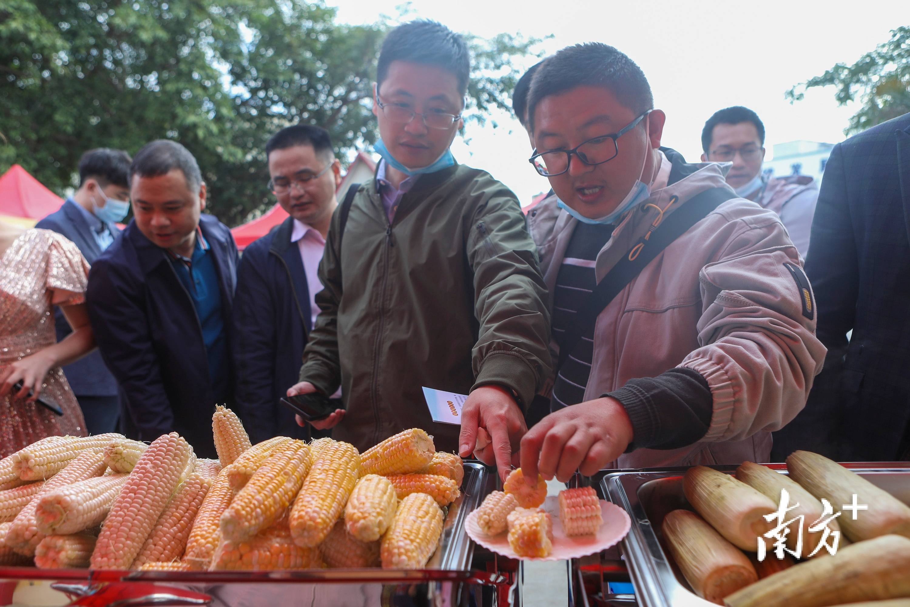 种业|第五届龙田玉米文化节在深圳开幕