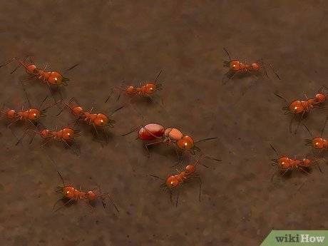 怎么样才可以找到蚁后 235bfd1f92aa47e0b41abec98baf723a.jpeg