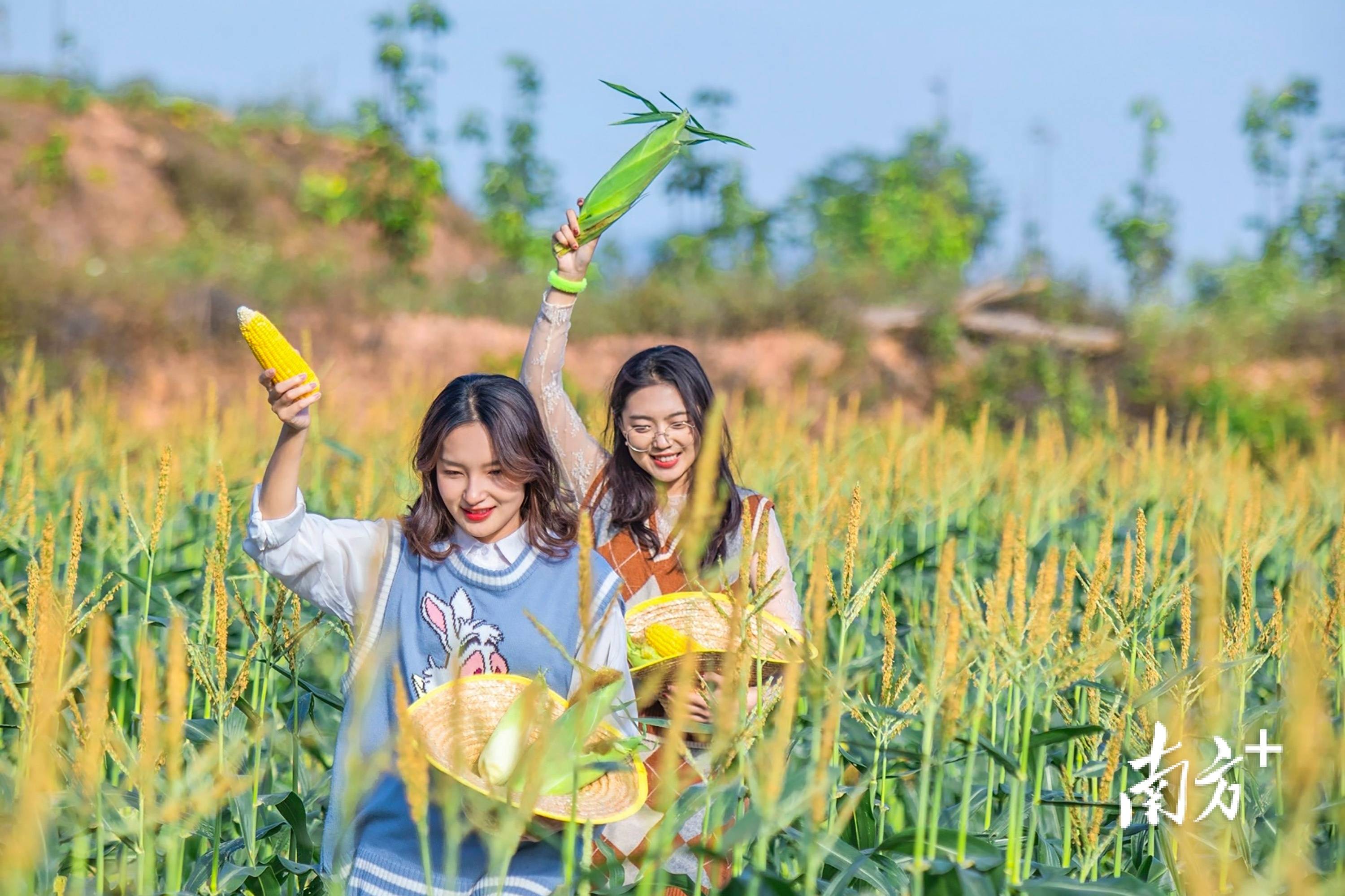 种业|第五届龙田玉米文化节在深圳开幕