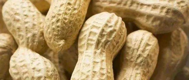 生花生的功效与作用_好处