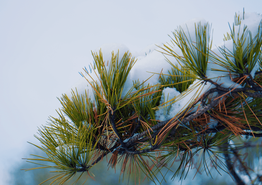 小风|分享雪景！还要注意这个东西