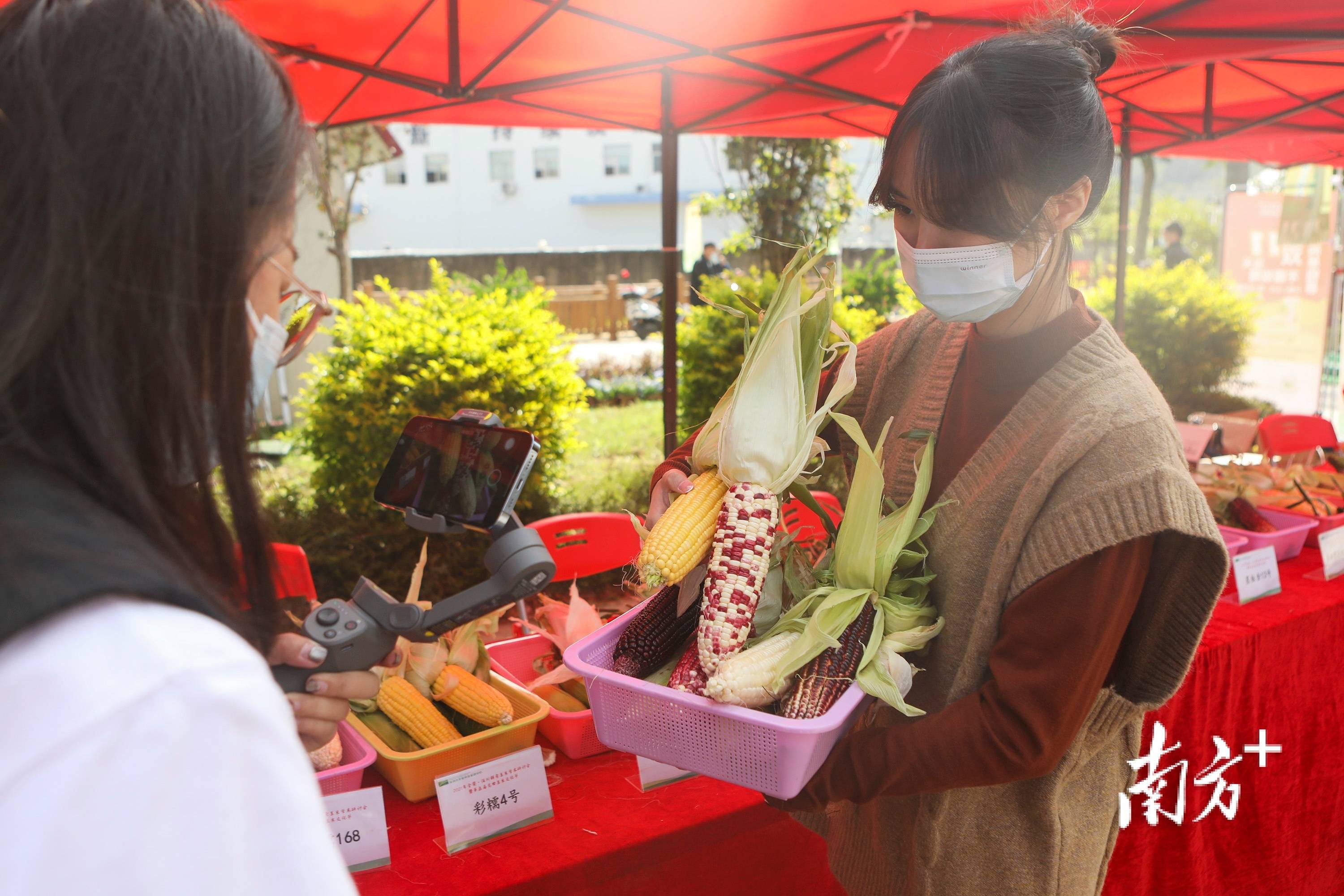 种业|第五届龙田玉米文化节在深圳开幕