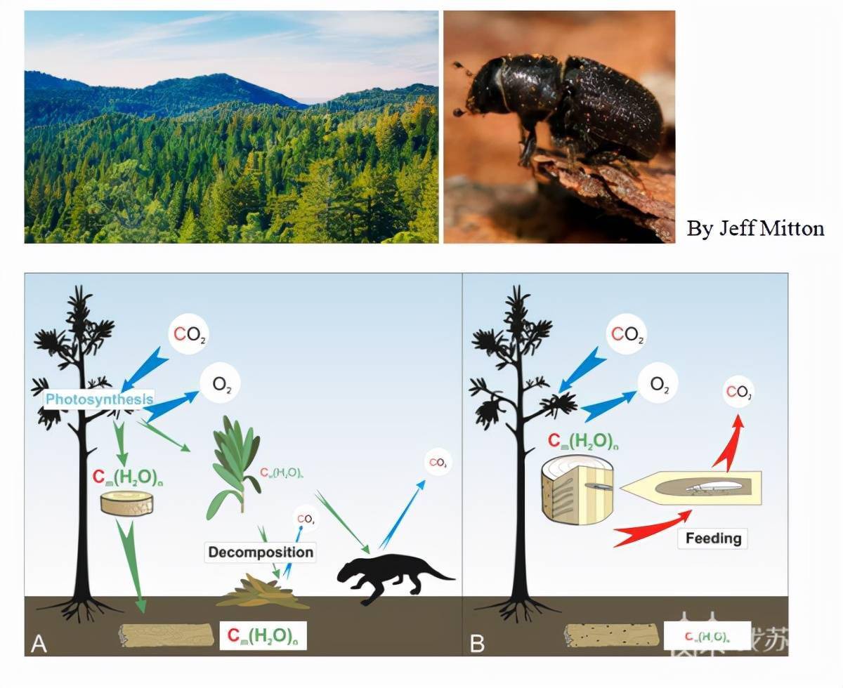 生物|研究新发现：2.5亿年前的昆虫如何在大灭绝中“逃生”