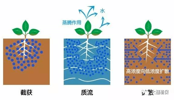 根部吸收与根外营养_养分