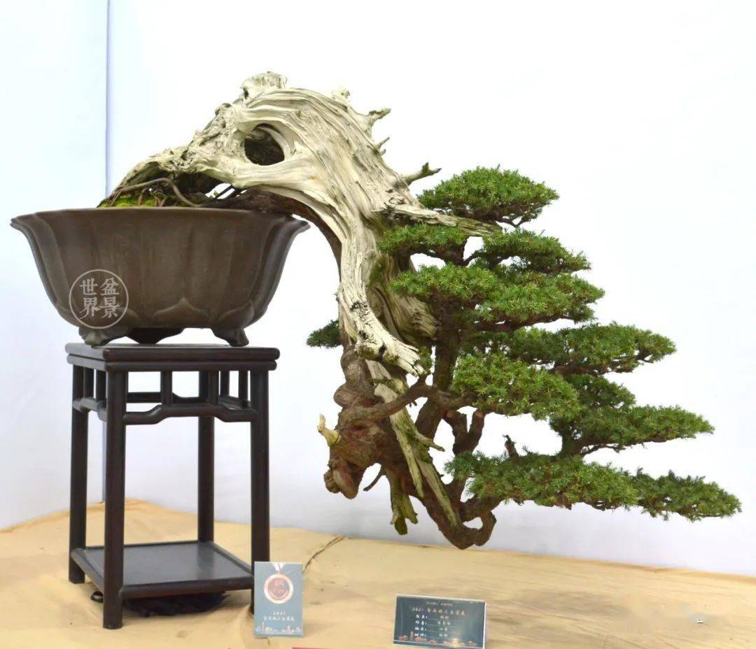 《柏韵》(柏树)2021全国精品盆景展铜奖摄影丨韩学年 谢荣耀 王念奈