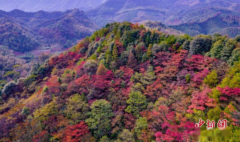 江西|航拍江西分宜大岗山层林尽染 森林风光无限