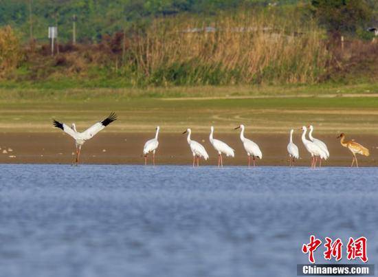 鄱阳湖|江西鄱阳湖湖口水域迎来越冬白鹤群