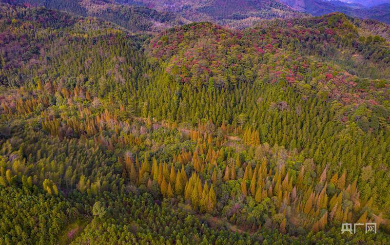 山野|初冬时节大岗山层林尽染 风光无限