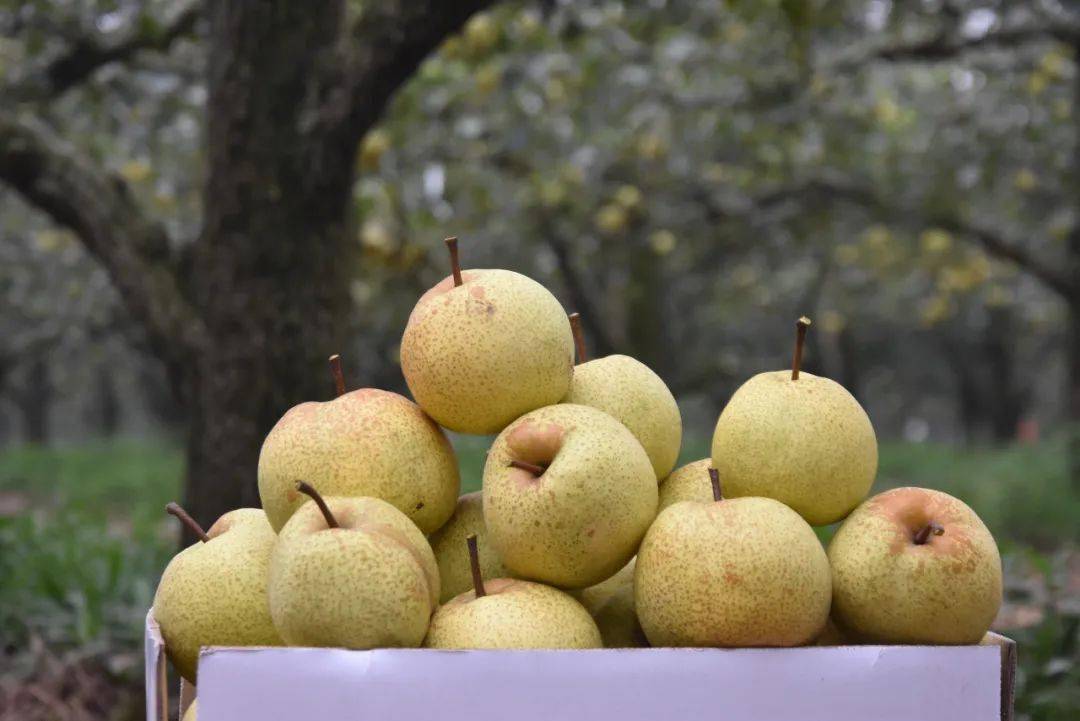 亩产8000斤,亩纯利润5000元以上,这位老梨农究竟有何种植秘诀?_宁陵