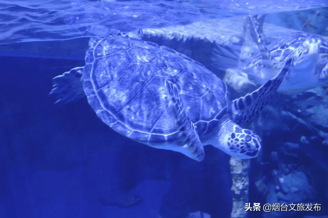 鲨鱼|满目蔚蓝！烟台有座“海洋王国”，交织着海底最美的诗与梦！