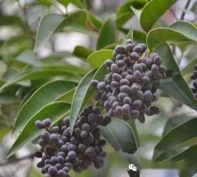 每天学一味中草药女贞子彩图