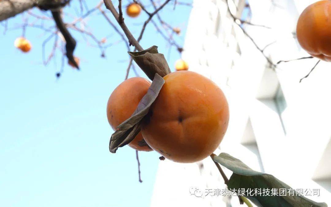 “柿柿如意”！来泰达赏“红灯笼”！_摄影