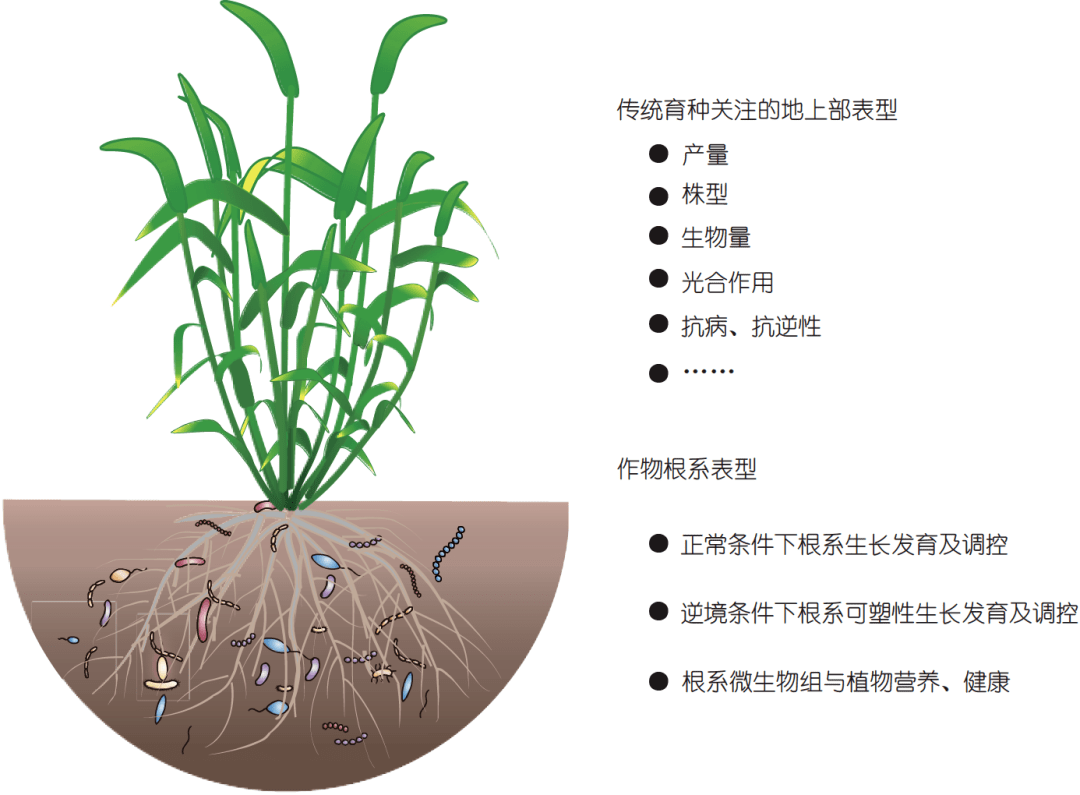 白洋聯合撰寫 | 根系發育和微生物組研究現狀及未來發展趨勢_植物