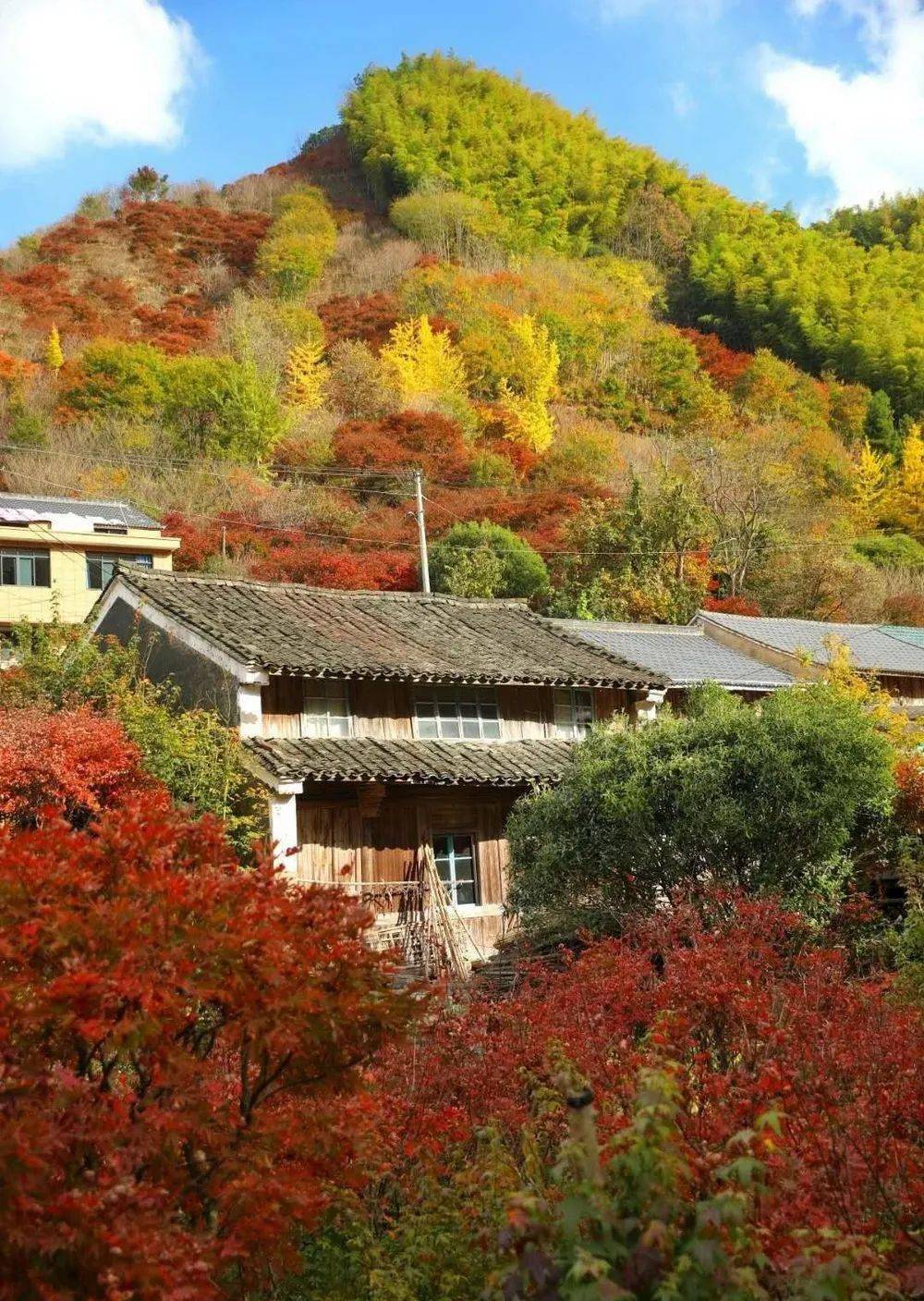 【乐行族|登山】11月20日/21日,多彩四明,梨洲村红枫谷寻于斑斓秋色.