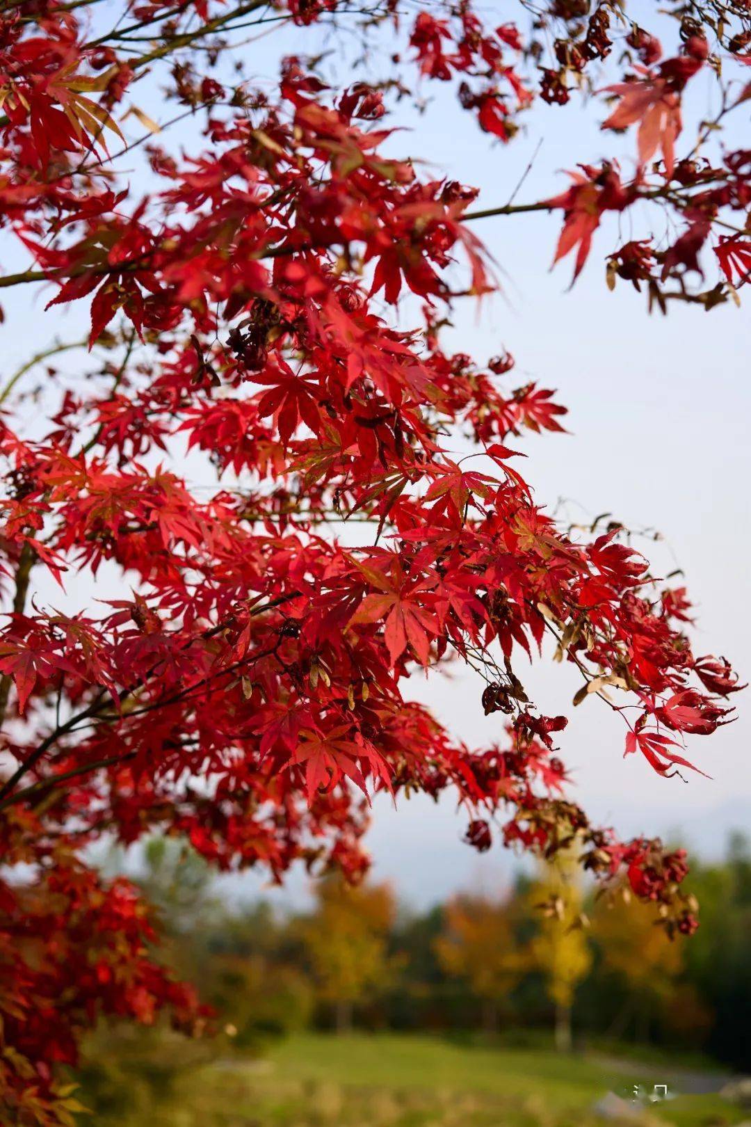 红枫叶梧桐路杉木林都江堰这个地方太太太美啦