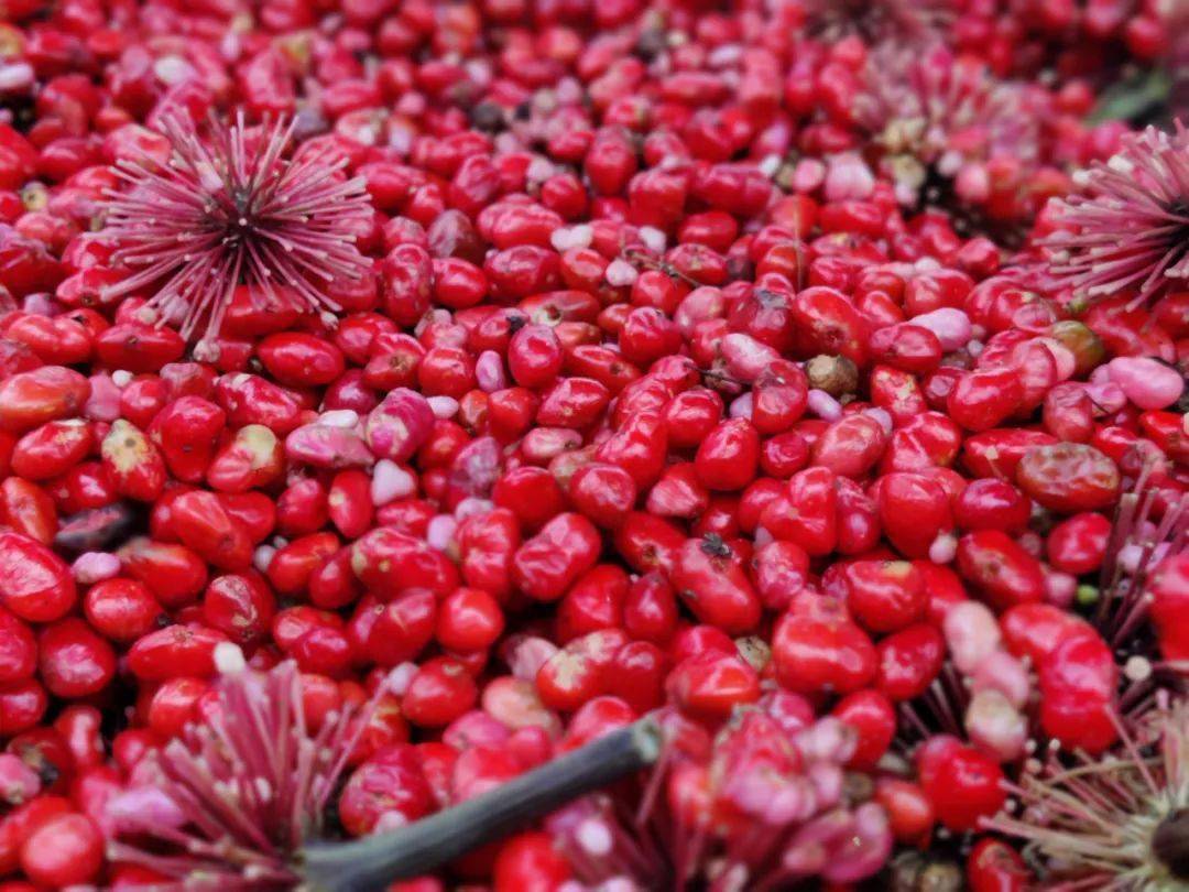 三七红籽价格突破百元……_种植户