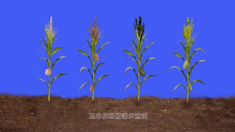科普文山丨玉米棒上怎么会有不同颜色的玉米粒?