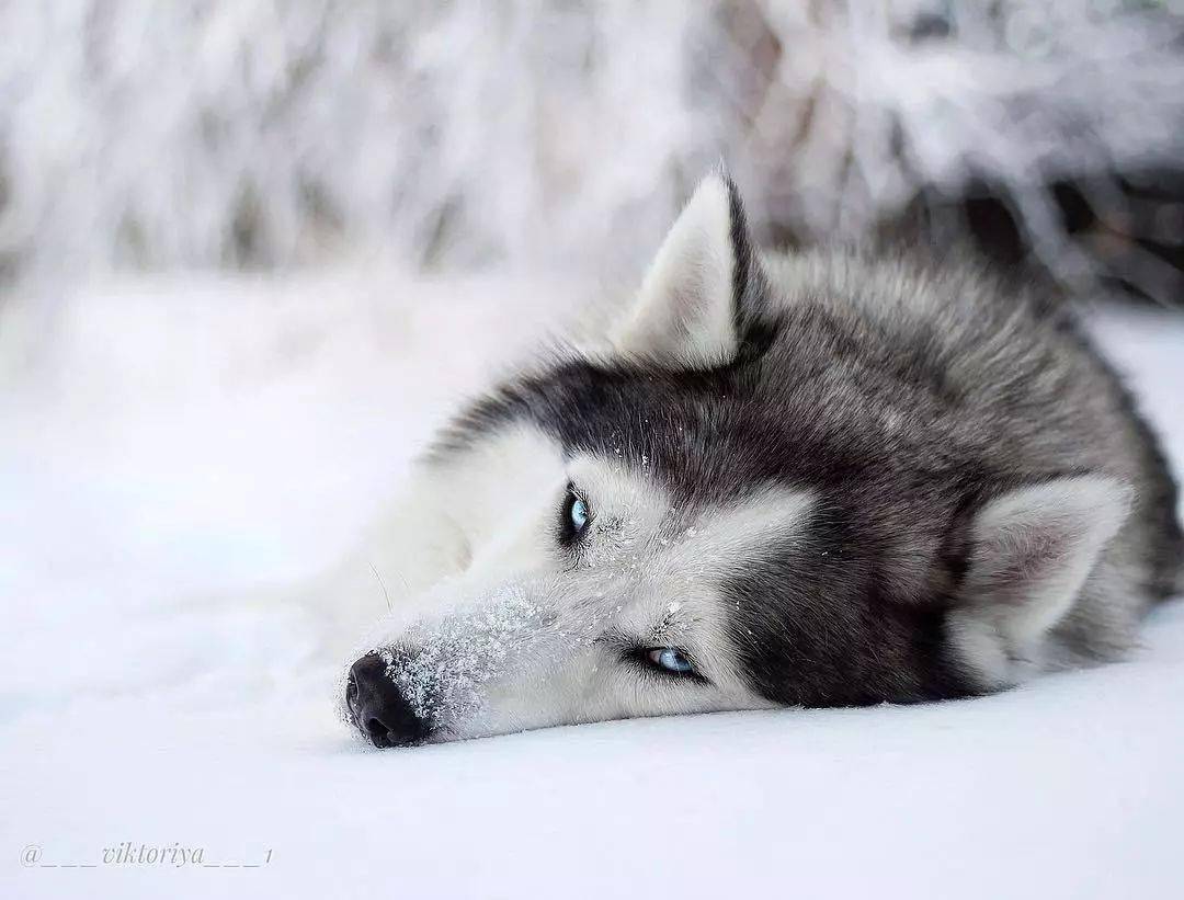 当哈士奇到雪地正经起来的样子简直帅炸了