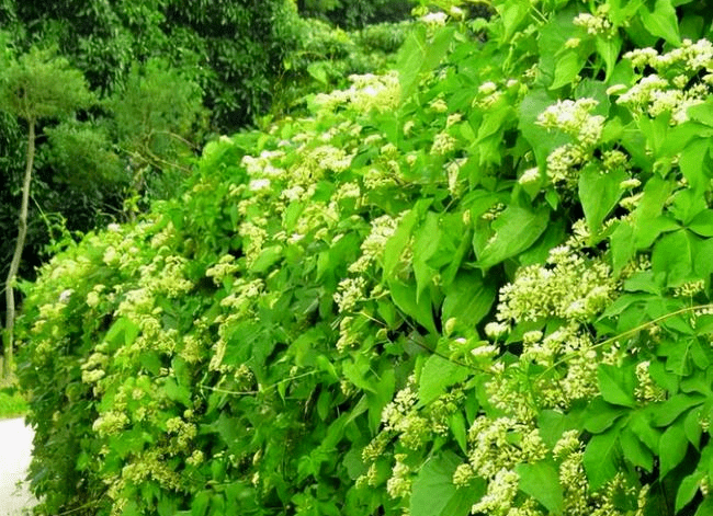 薇甘菊