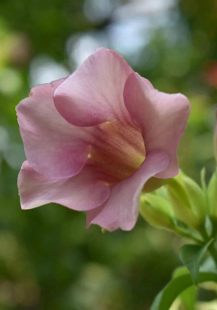 高颜值空心花,花期长会爬墙,花房花墙不是梦～_紫蝉