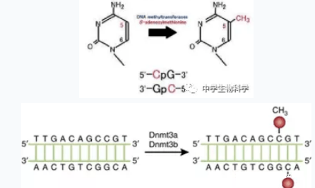 表观遗传中的甲基化修饰