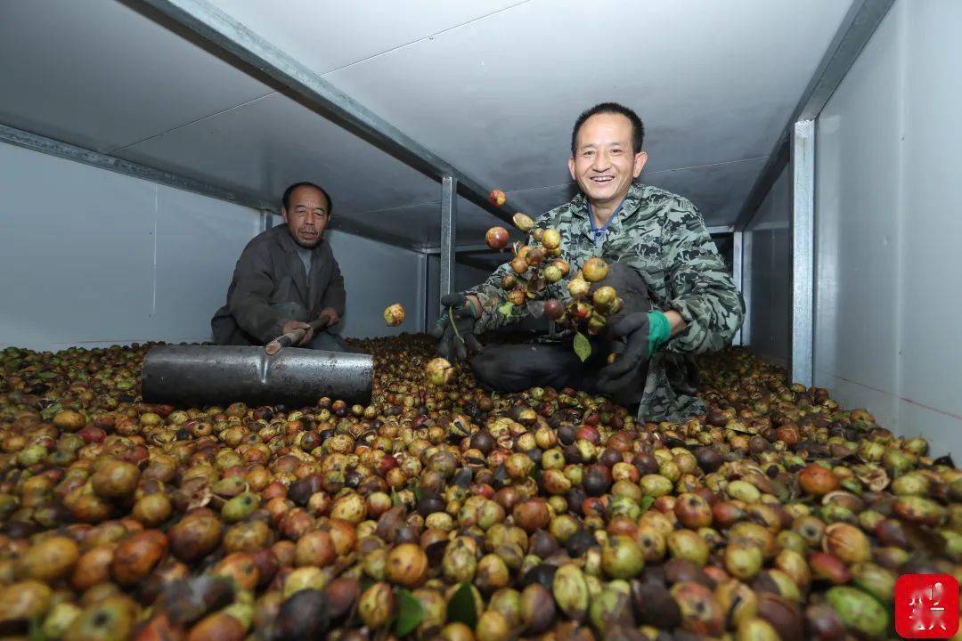 工人在加工油茶.