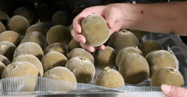 拍卖|严选 | 喉咙灭火器！一颗被拍卖3.8万元的“皇家圣品”化橘红，润喉好舒服