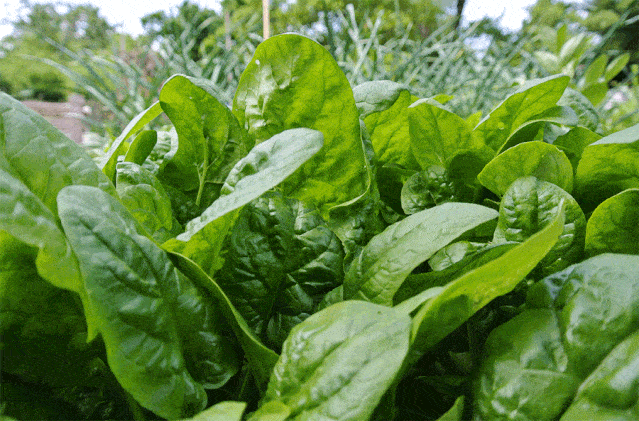 接着想到的是一个笑话:  妈妈:宝贝,多吃点菠菜,它会给你的脸蛋儿添