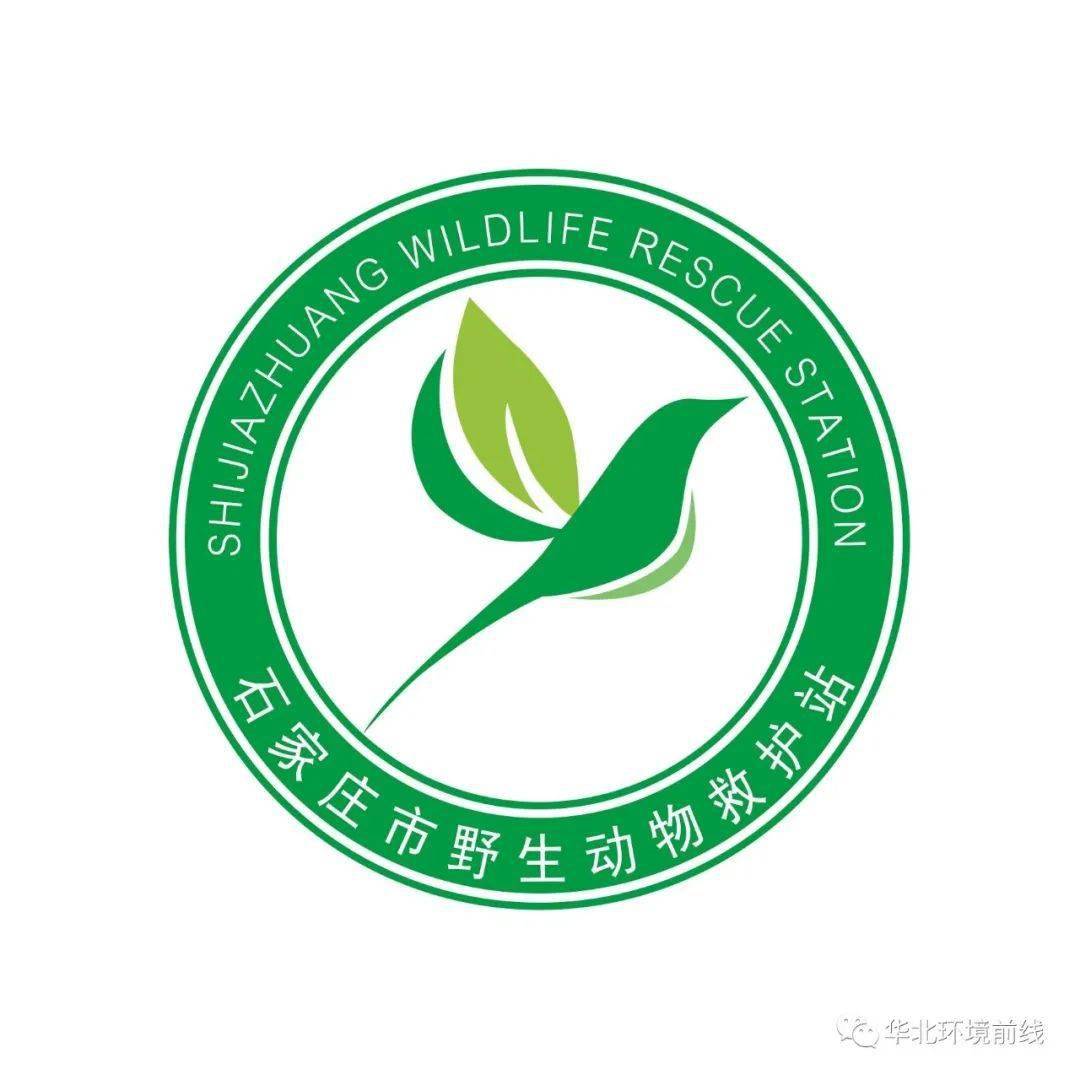 鸟的天堂:井陉冶河湿地翱翔的一级保护动物