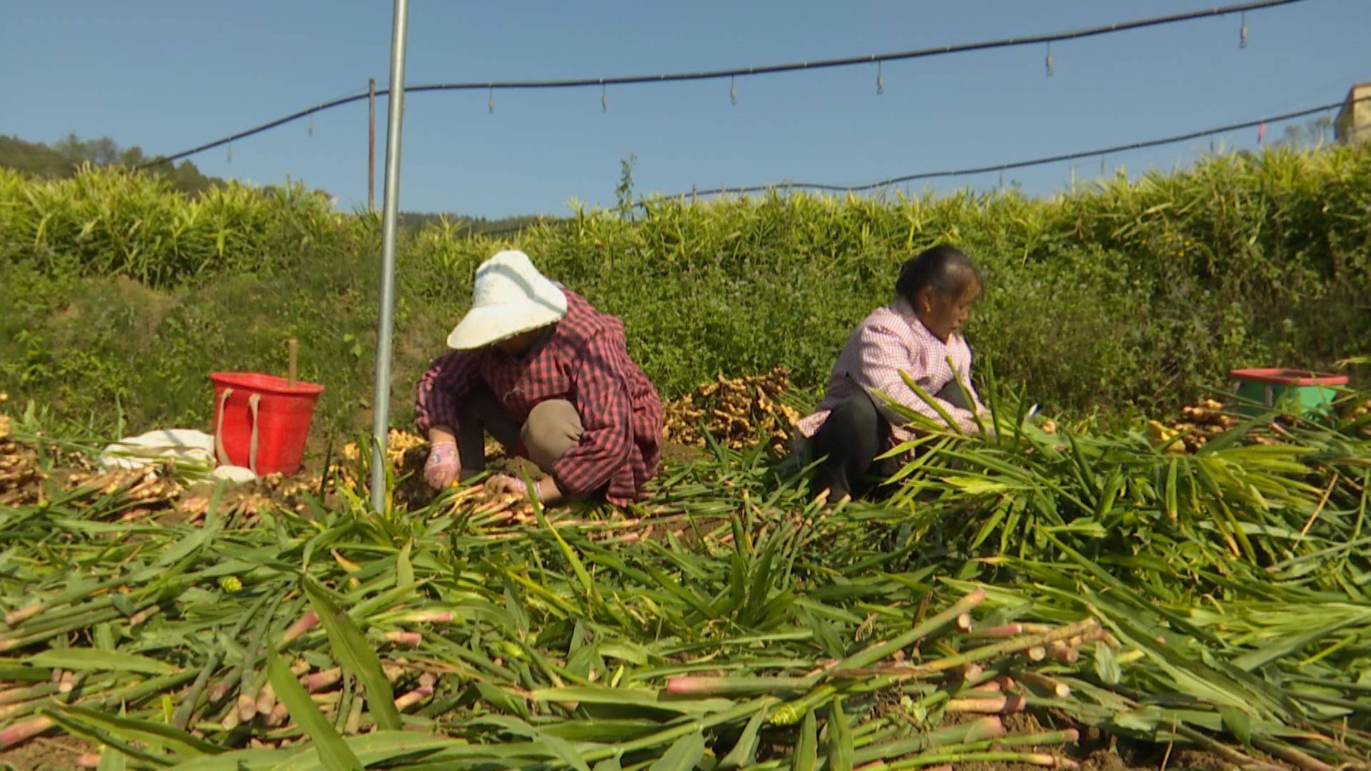 安龙:生姜高产迎丰年_种植