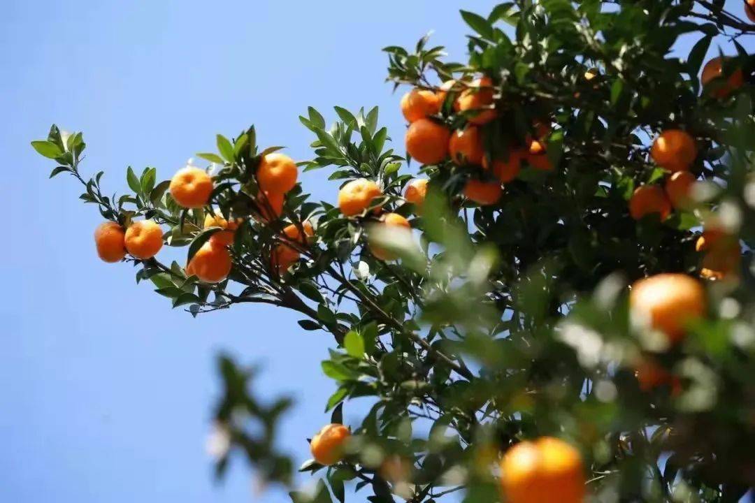 慈城的橘子甜了!两大一小亲子果园采摘体验,限时0元报名_活动
