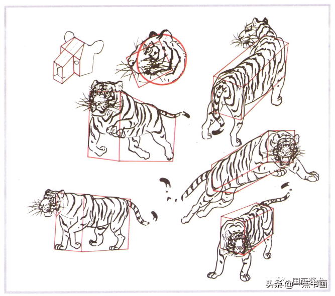 老虎画法教程 简洁图片