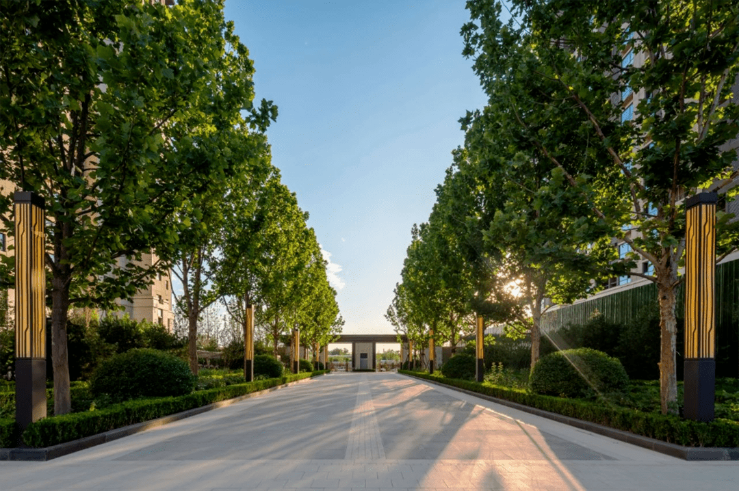 绿荫如盖,是组团中的骨架树,也是良好的林荫树,在北方也多用作行道树