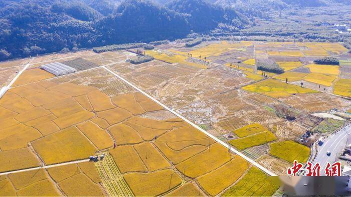 稻菽卷起千重浪浙江临安700余亩稻田获丰收