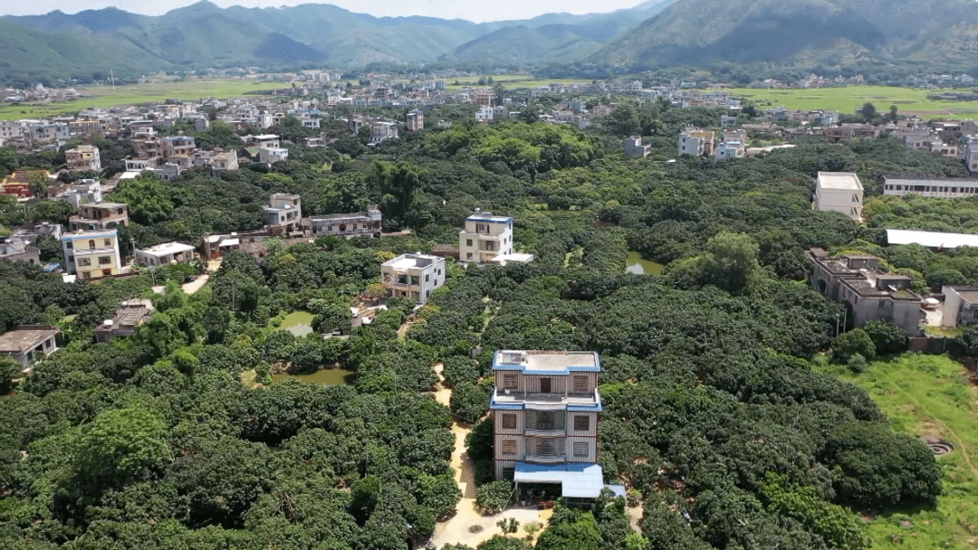 合浦县公馆镇香山村荔枝获认定全国一村一品示范村