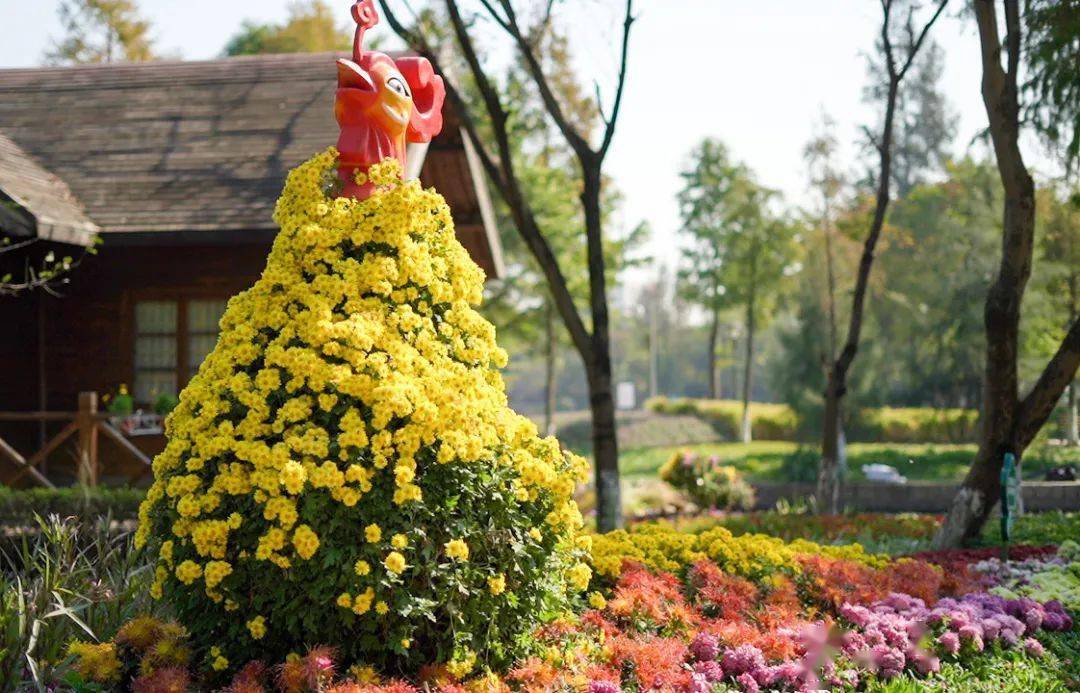 龙湾首届菊花展炫丽开幕 邀你共赏之