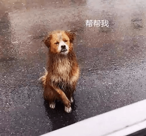 雨中流浪狗图片大全图片