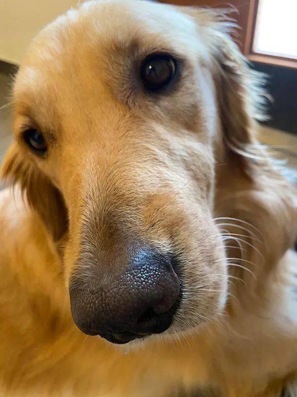 毛孩子哈士奇特别安静，铲屎官觉得不对劲就去瞄一下...瞬间血压飙升！