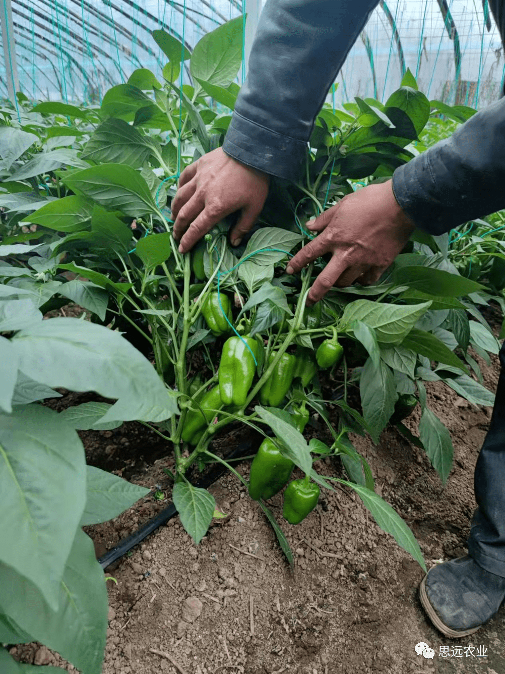 被雨水浸泡了10天的圆椒棵子长势如何了?